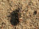 Cicindela_hybrida_hietikkokiitajainen_IMG_2897.jpg