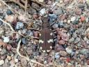 Cicindela_hybrida_hietikkokiitajainen_IMG_2912.jpg