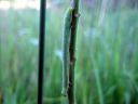 Cleora_cinctaria_larva_kevatharmomittari_toukka_IMG_6564.JPG