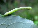 Cleora_cinctaria_larva_kevatharmomittari_toukka_IMG_6742.JPG