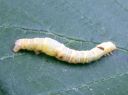 Cleora_cinctaria_larva_kevatharmomittari_toukka_IMG_7201.JPG