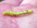 Cleora_cinctaria_larva_kevatharmomittari_toukka_IMG_7204.JPG