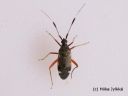 Closterotomus_biclavatus_kirjokauluslude_17_6_2014.jpg