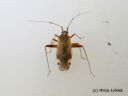 Closterotomus_fulvomaculatus_ramekauluslude_18_6_2014.jpg