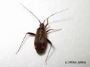 Closterotomus_fulvomaculatus_ramekauluslude_3_7_2016.JPG