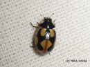 Coccinella_hieroglyphica_kanervapirkko_19_3_2015_3.jpg