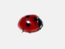 Coccinella_quinquepunctata_viisipistepirkko_IMG_1472.jpg