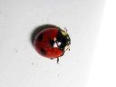 Coccinella_quinquepunctata_viisipistepirkko_IMG_1481.jpg