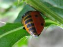 Coccinella_septempunctata_seitsenpistepirkko_toukka_IMG_0990.JPG