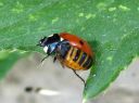 Coccinella_septempunctata_seitsenpistepirkko_toukka_IMG_0994.JPG