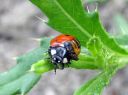 Coccinella_septempunctata_seitsenpistepirkko_toukka_IMG_0998.JPG