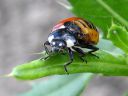 Coccinella_septempunctata_seitsenpistepirkko_toukka_IMG_0999.JPG