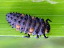 Coccinella_septempunctata_seitsenpistepirkko_toukka_IMG_4241.JPG