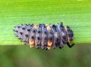 Coccinella_septempunctata_seitsenpistepirkko_toukka_IMG_4245.JPG