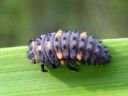 Coccinella_septempunctata_seitsenpistepirkko_toukka_IMG_4246.JPG