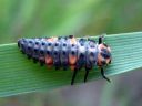 Coccinella_septempunctata_seitsenpistepirkko_toukka_IMG_6586.JPG