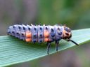 Coccinella_septempunctata_seitsenpistepirkko_toukka_IMG_6590.JPG