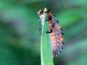 Coccinella_septempunctata_seitsenpistepirkko_toukka_IMG_6598.JPG