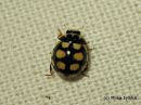 Coccinula_quatuordecimpustulata_seulapirkko_17_3_2015.jpg