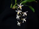 Coelogyne_Intermedia_RS_20060923_IMG_8787.jpg