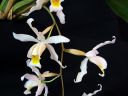 Coelogyne_Intermedia_RS_20060923_IMG_8788.jpg