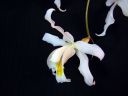 Coelogyne_Intermedia_RS_20060923_IMG_8791.jpg