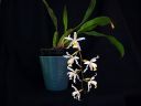 Coelogyne_Intermedia_RS_20060923_IMG_8812.jpg