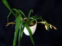 Coelogyne_cristata_BK_141008_IMG_1683.jpg