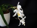 Coelogyne_cristata_BK_141008_IMG_1796.jpg