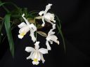 Coelogyne_cristata_BK_141008_IMG_1799.jpg