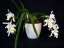 Coelogyne_cristata_BK_141008_IMG_1828.jpg