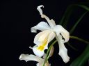 Coelogyne_cristata_BK_141008_IMG_1829.jpg