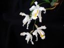 Coelogyne_cristata_BK_20081014_IMG_4320.jpg