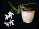 Tiedostonimi=Coelogyne_cristata_BK_20081014_IMG_4322.jpg
Tiedostokoko=46kt
Koko=600x450
Lisätty=02.02.2012 Coelogyne_cristata_BK_20081014_IMG_4322.jpg