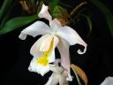 Coelogyne_cristata_BK_20081014_IMG_8784.jpg