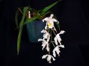 Coelogyne_cristata_BK_20081014_IMG_8811.jpg