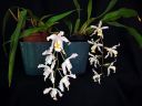 Coelogyne_cristata_Coelogyne_Intermedia_IMG_8814.jpg