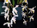 Coelogyne_cristata_Coelogyne_Intermedia_IMG_8816.jpg