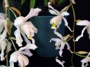 Coelogyne_cristata_Coelogyne_Intermedia_IMG_8817.jpg