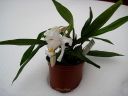 Coelogyne_cristata_PMBS_2008_IMG_8145.jpg