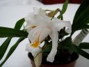 Coelogyne_cristata_PMBS_2008_IMG_8146.jpg