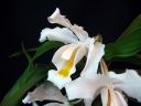 Coelogyne_cristata_PMBS_2008_IMG_8213.jpg