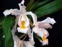 Coelogyne_cristata_PMBS_2008_IMG_8215.jpg