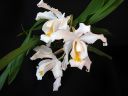 Coelogyne_cristata_PMBS_2008_IMG_8279.jpg