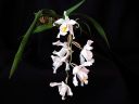 Coelogyne_cristata_PMBS_2008_IMG_8518.jpg