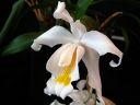 Coelogyne_cristata_PMBS_2008_IMG_8519.jpg