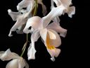 Coelogyne_cristata_PMBS_2008_IMG_8521.jpg