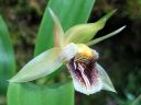 Coelogyne_fimbriata_RS_2309006_IMG_0344.jpg