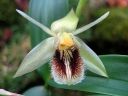 Coelogyne_fimbriata_RS_230906_IMG_0905.jpg