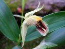 Coelogyne_fimbriata_RS_230906_IMG_0906.jpg